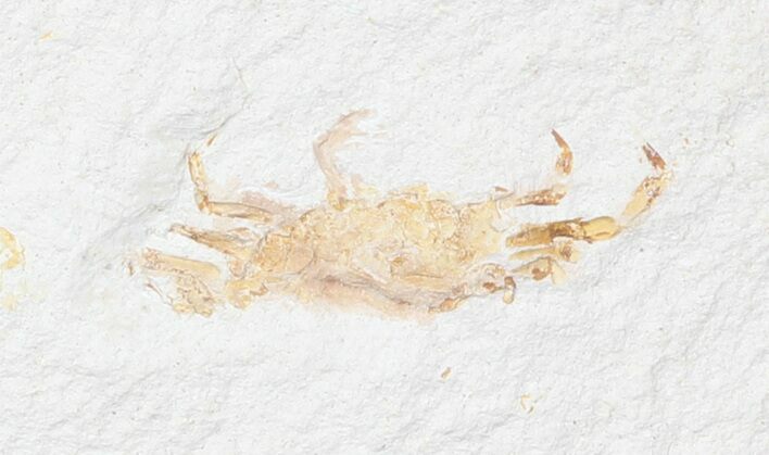 Fossil Pea Crab (Pinnixa) From California - Miocene #42934